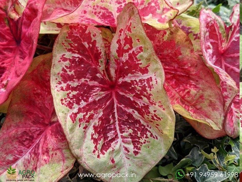 Caladium-Raspberry-Moon6