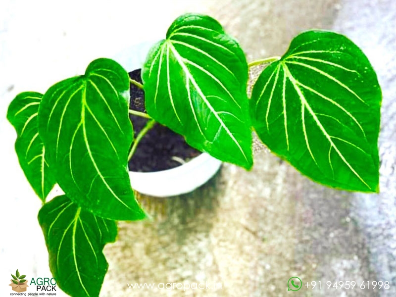 Caladium-Schomburgkii2