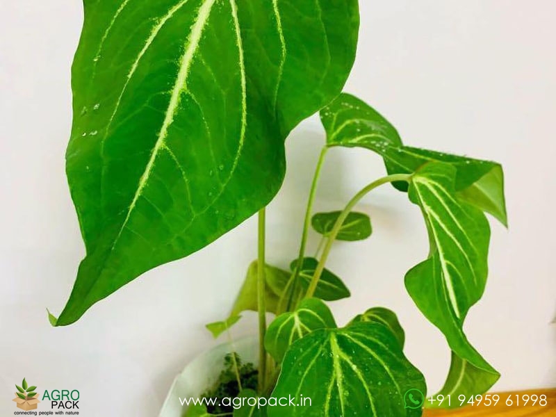 Caladium-Schomburgkii3