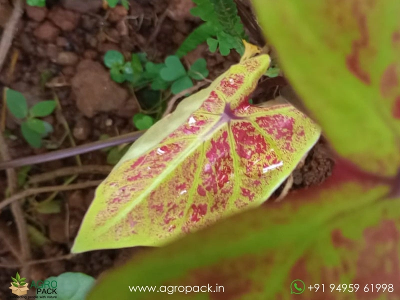 Caladium-Smiling-Sunshine3