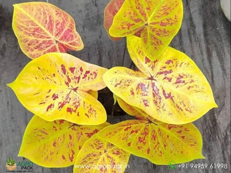 Caladium-Smiling-Sunshine4
