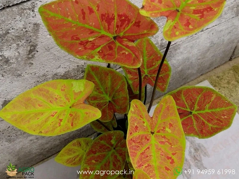 Caladium-Smiling-Sunshine5