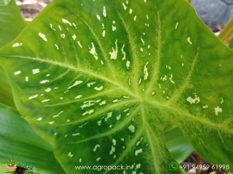 Caladium-Verigated1