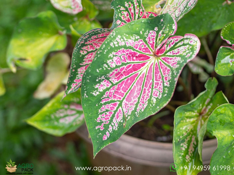 Caladium-bicolor1
