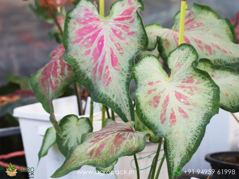Caladium-bicolor2