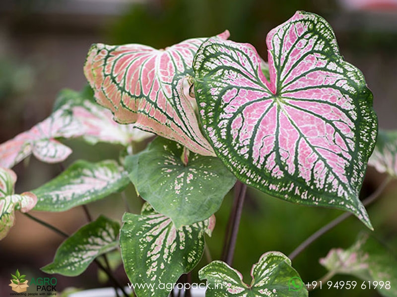 Caladium-bicolor3