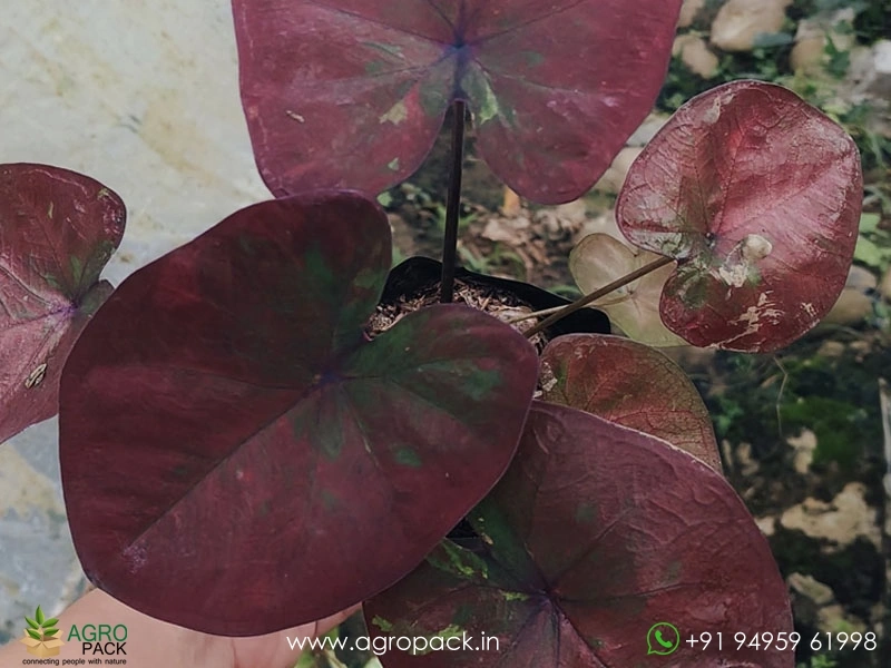 Caladium10