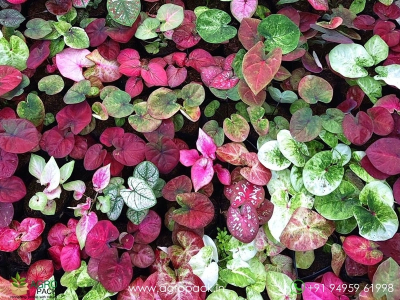 Caladium12