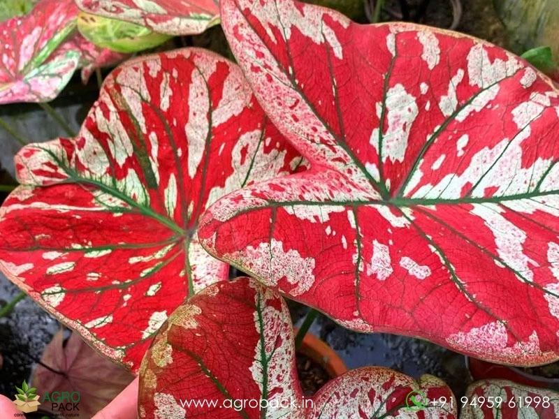 Caladium13