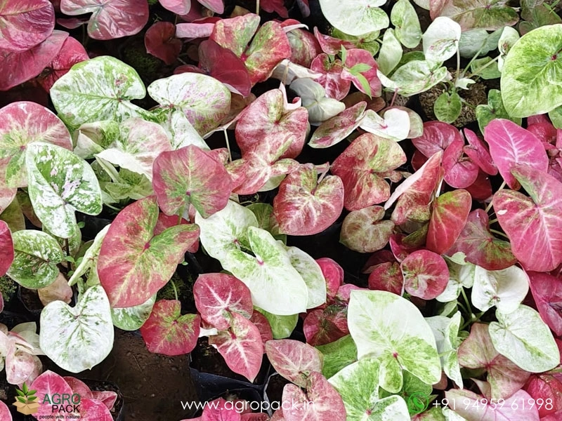 Caladium15
