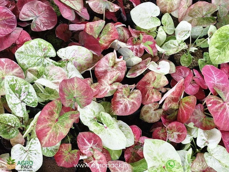 Caladium16