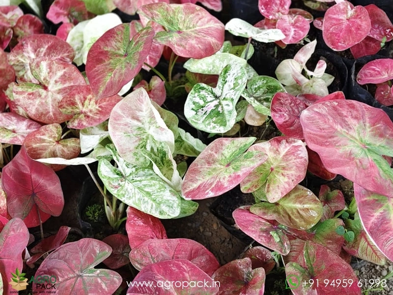 Caladium17