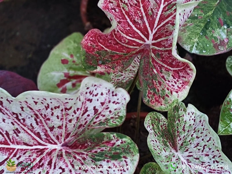 Caladium18