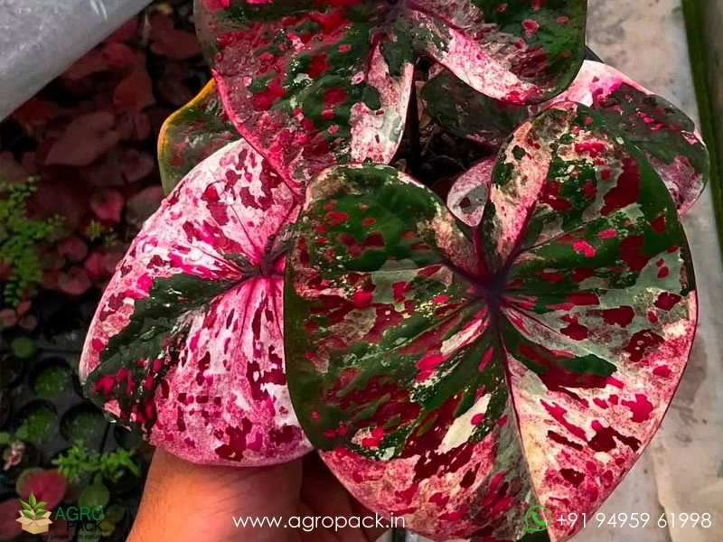 Caladium2