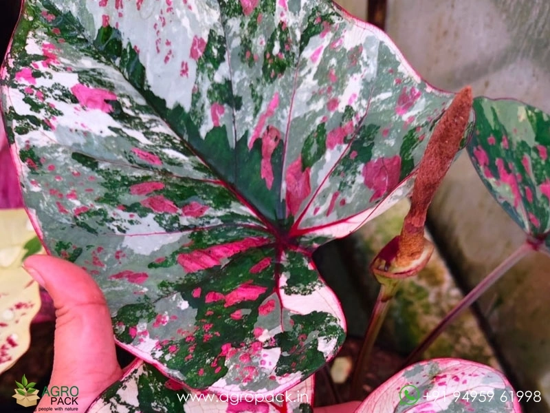 Caladium20