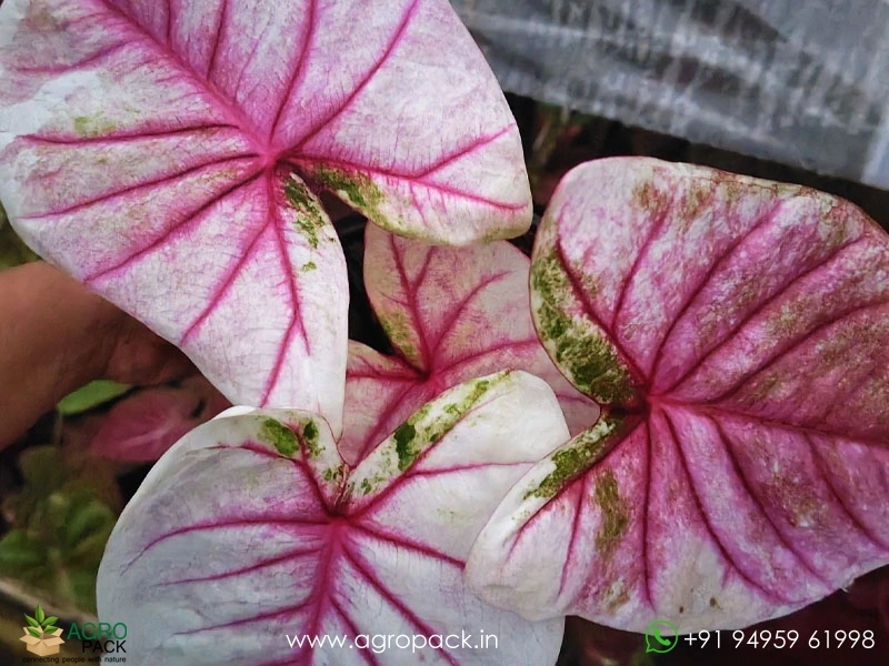 Caladium3