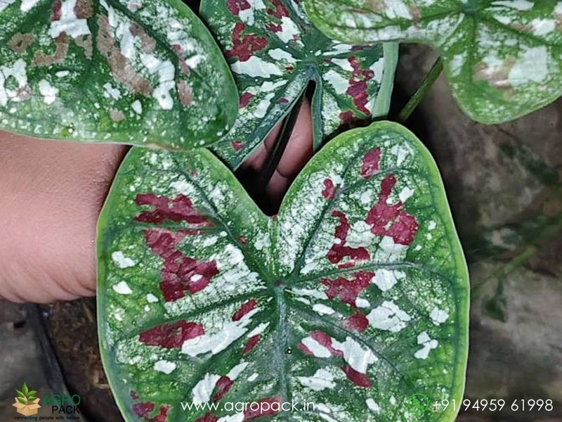 Caladium4