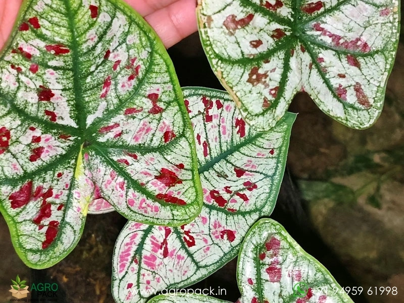 Caladium6