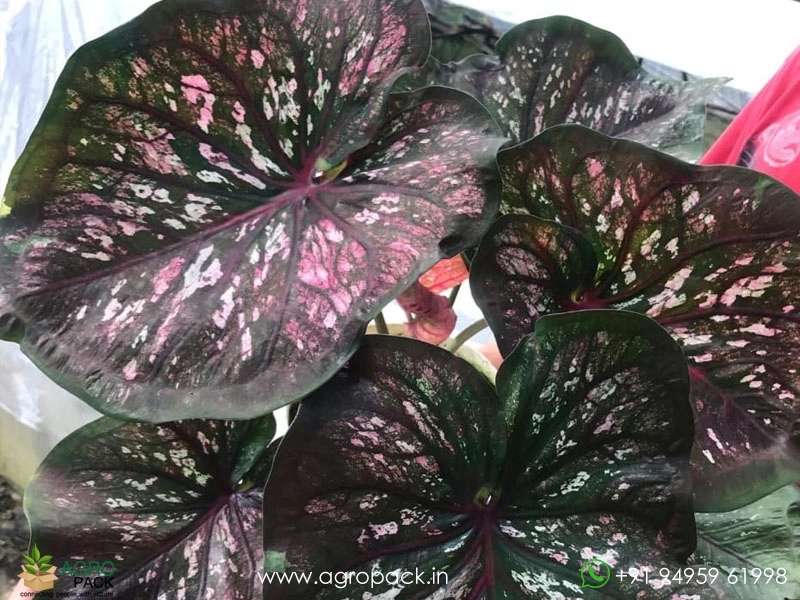 Caladium7