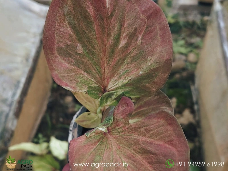Caladium9