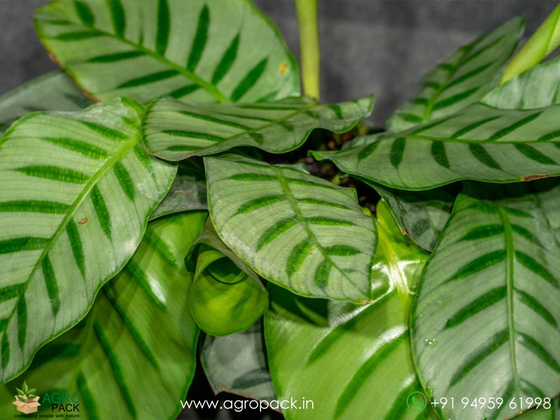 Calathea-Bella-Carlina1