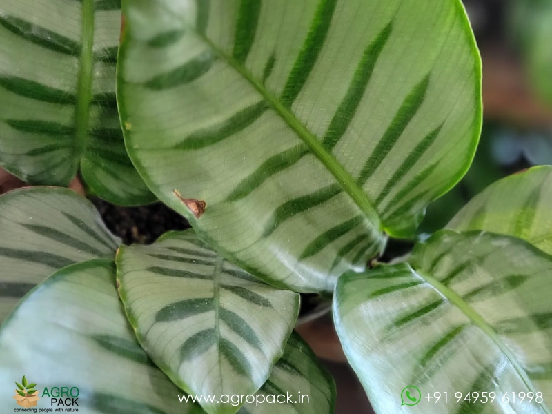 Calathea-Bella-Carlina2