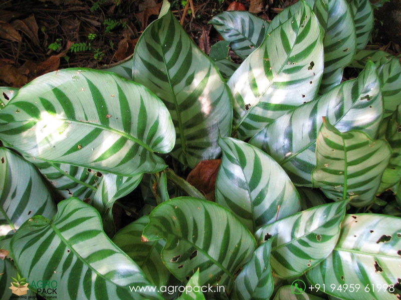 Calathea-Bella-Carlina3