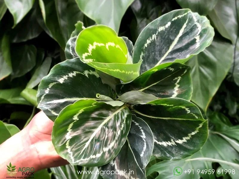 Calathea-Green-Lipstick2