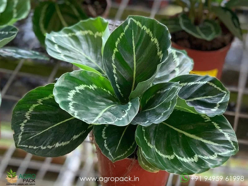 Calathea-Green-Lipstick3