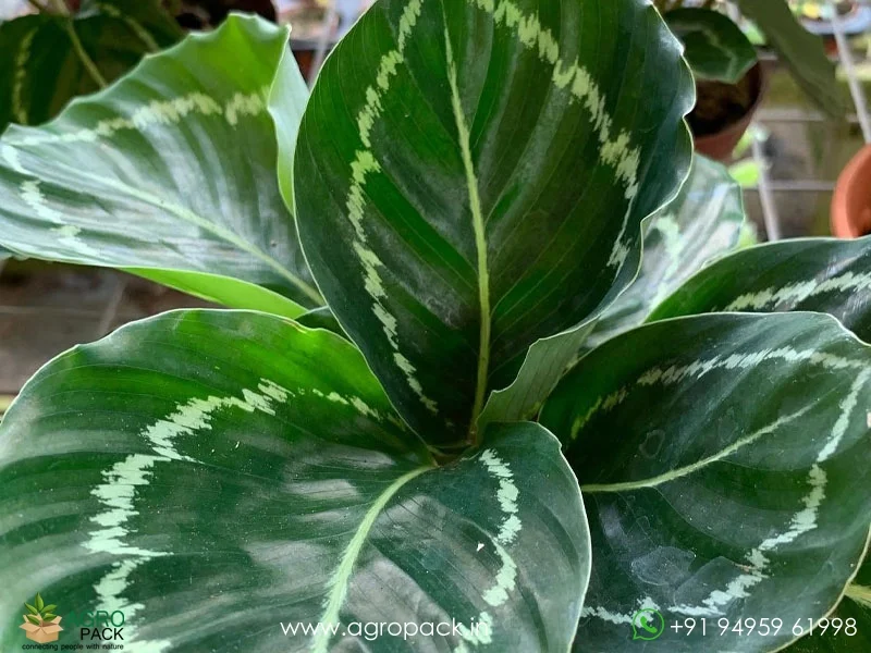 Calathea-Green-Lipstick4