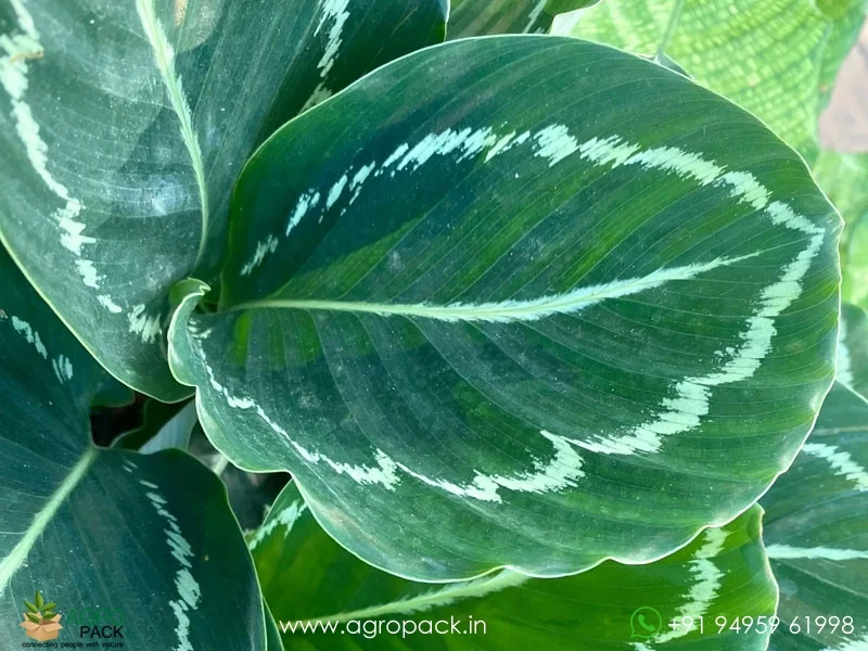 Calathea-Green-Lipstick6