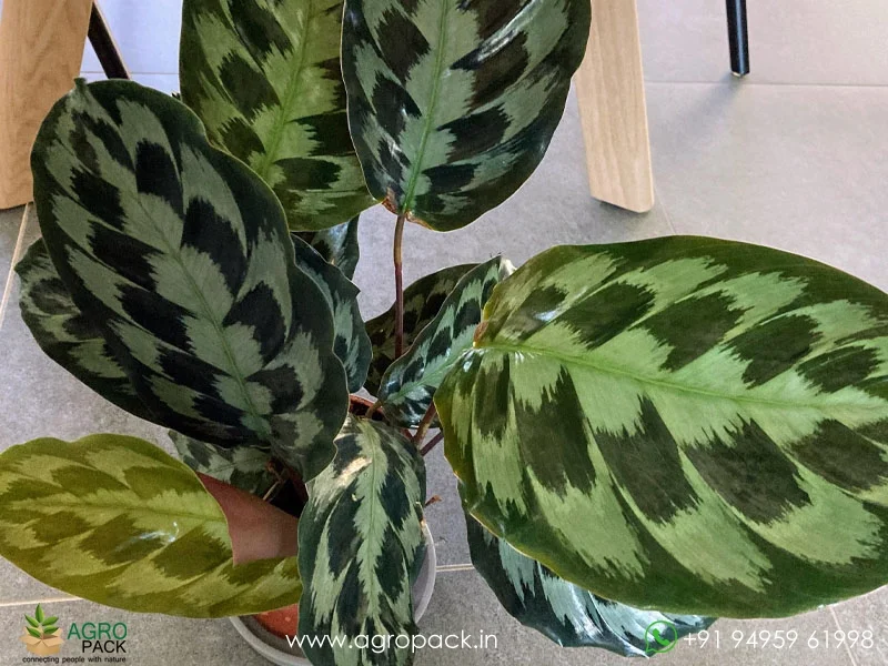 Calathea-Helen-Kennedy1