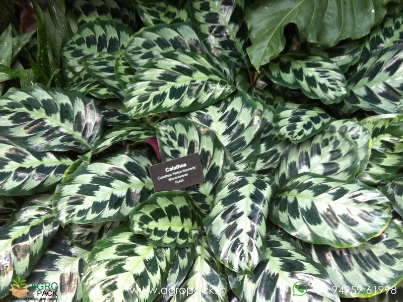 Calathea-Helen-Kennedy2
