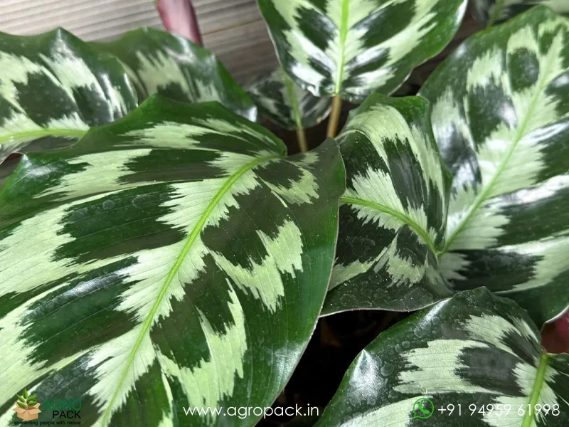 Calathea-Helen-Kennedy3
