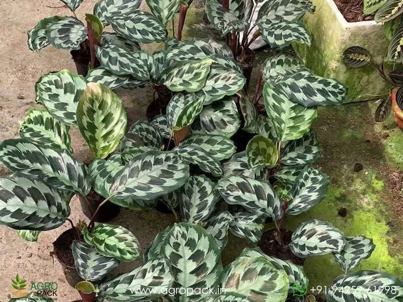 Calathea-Helen-Kennedy5