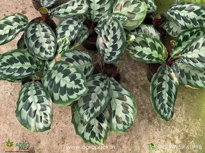 Calathea-Helen-Kennedy6