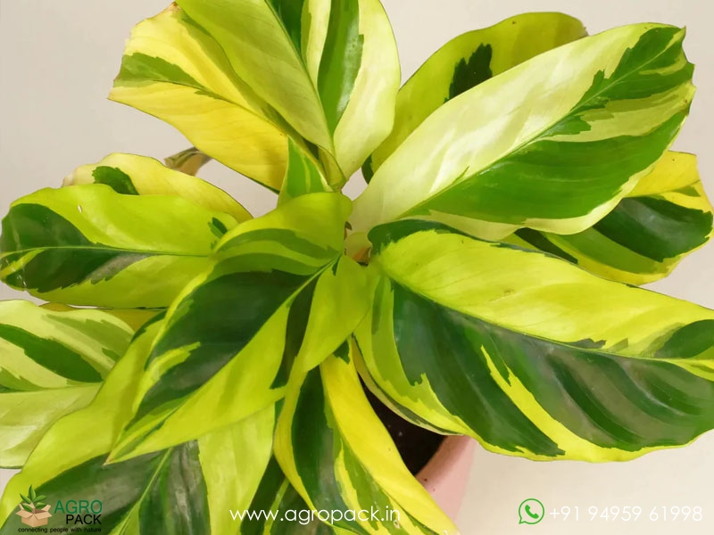 Calathea-Lietzei-Fusion-Yellow1