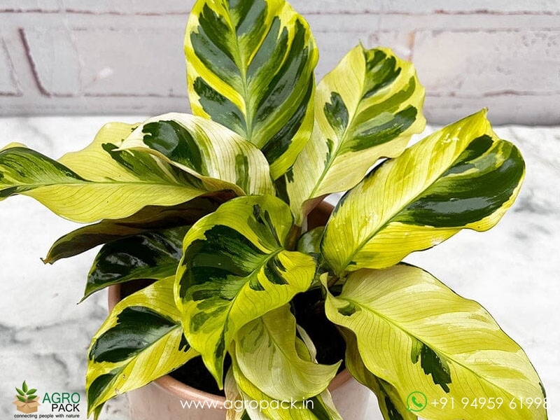 Calathea-Lietzei-Fusion-Yellow2