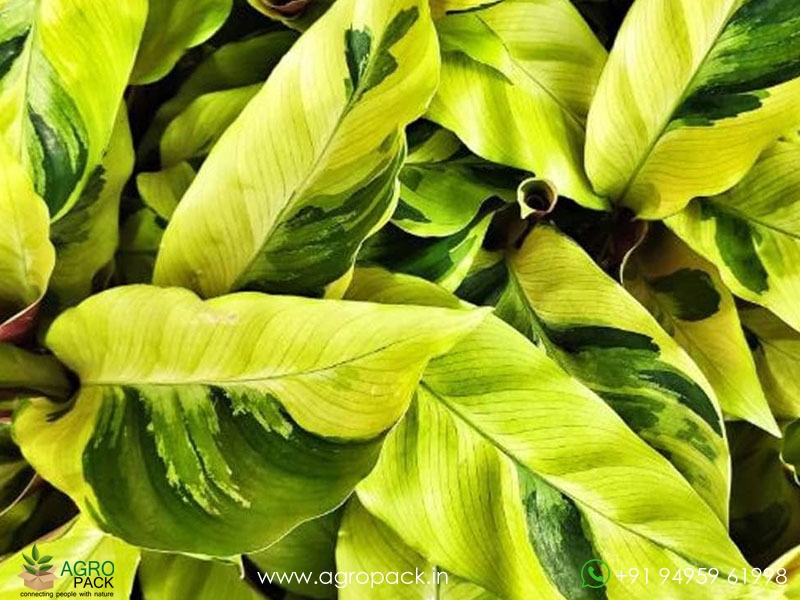 Calathea-Lietzei-Fusion-Yellow4