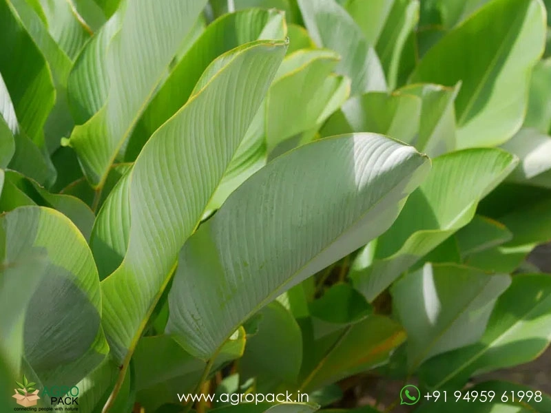 Calathea-Lutea3