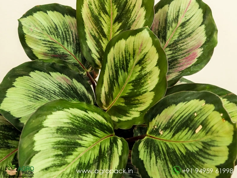 Calathea-Marion1