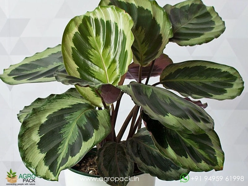 Calathea-Marion2