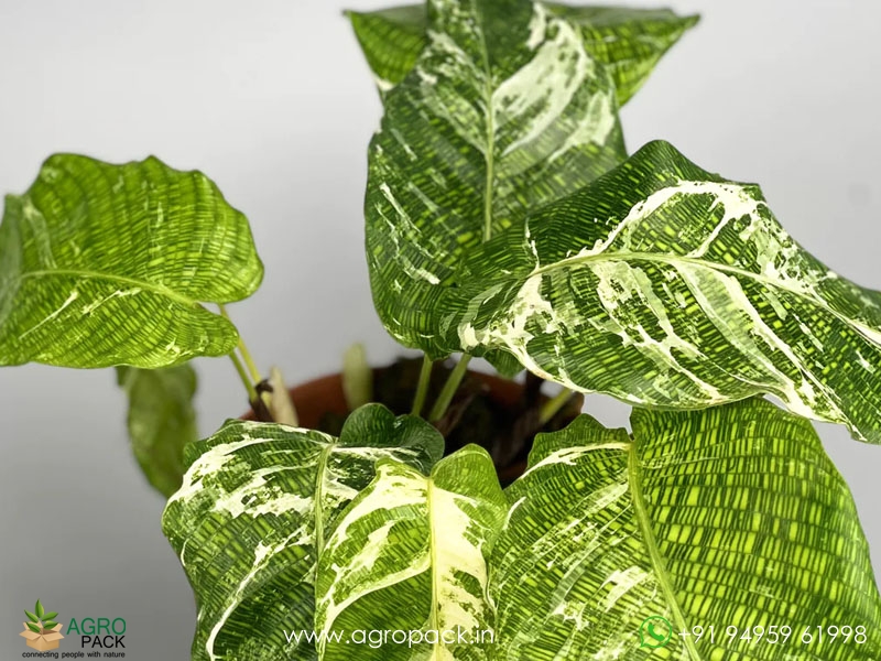 Calathea-Musaica-Variegated1