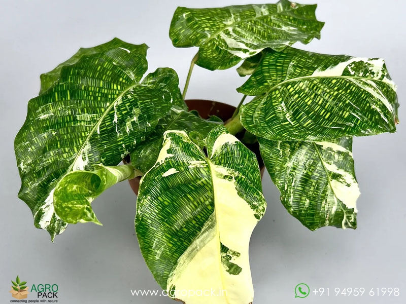 Calathea-Musaica-Variegated2