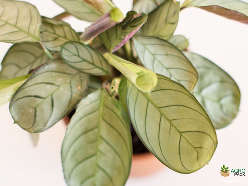 Calathea-Prayer-Plant2