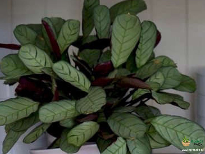 Calathea-Prayer-Plant3