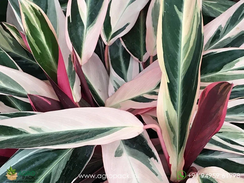 Calathea-Stromanthe-sanguinea-Triostar1