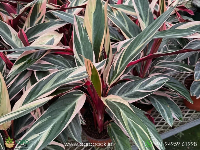Calathea-Stromanthe-sanguinea-Triostar2