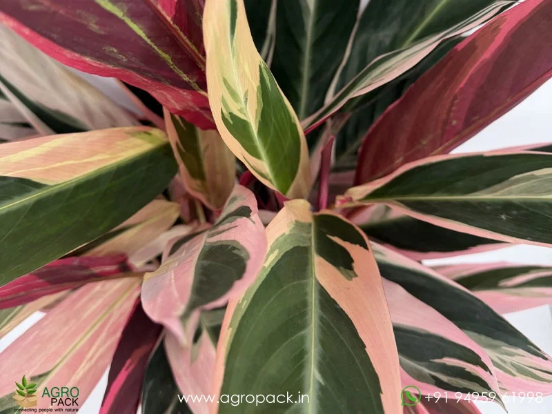 Calathea-Stromanthe-sanguinea-Triostar3