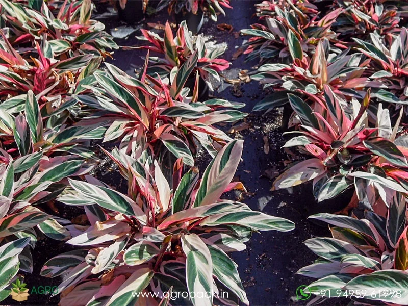Calathea-Stromanthe-sanguinea-Triostar5